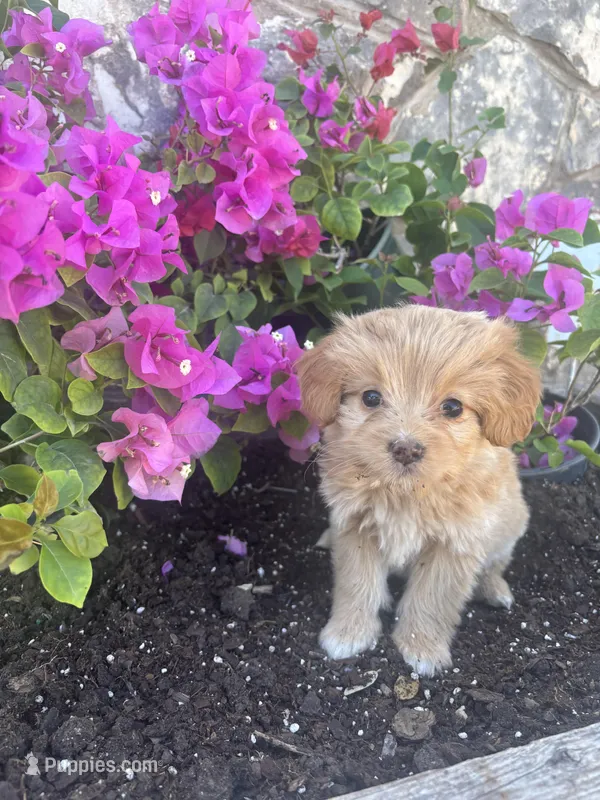 Golden female Aussie doodle – Aussiedoodle puppy for sale in San Angelo, TX