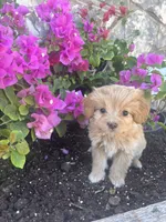 Golden female Aussie doodle, a female Aussiedoodle for sale in San Angelo, TX – Photo 1 of 4
