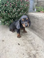 Black dachshund , a male Miniature Dachshund for sale in San Angelo, TX – 1 of 2