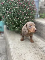 Brownie male , a male Miniature Dachshund for sale in San Angelo, TX – 3 of 3