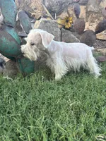 White Female , a female Miniature Schnauzer for sale in San Angelo, TX – 2 of 6