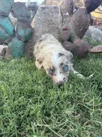 Small Red Aussie Male, a male Miniature Australian Shepherd for sale in San Angelo, TX – 4 of 6