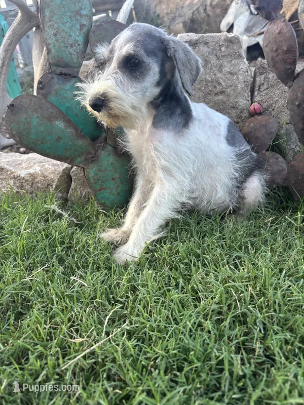 Party male – Miniature Schnauzer puppy for sale in San Angelo, TX