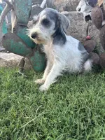 Party male, a male Miniature Schnauzer for sale in San Angelo, TX – 1 of 5