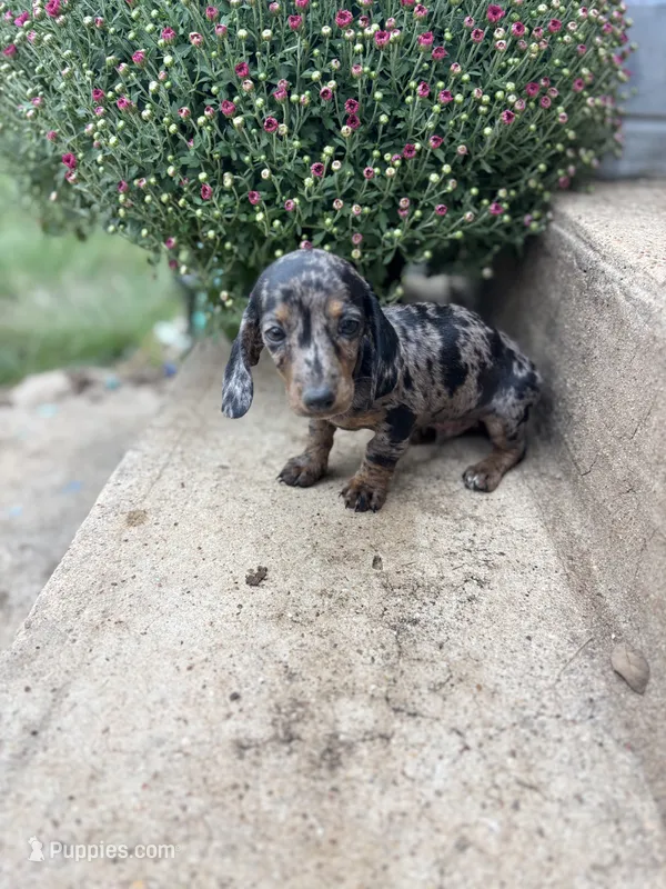 Dapple male  – Miniature Dachshund puppy for sale in San Angelo, TX