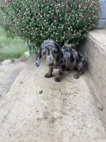 Dapple male , a male Miniature Dachshund for sale in San Angelo, TX – 1 of 3