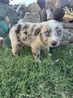 Small Red Aussie Male, a male Miniature Australian Shepherd for sale in San Angelo, TX – 5 of 6
