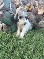 Party male, a male Miniature Schnauzer for sale in San Angelo, TX – 4 of 5