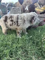 Small Red Aussie Male, a male Miniature Australian Shepherd for sale in San Angelo, TX – 3 of 6
