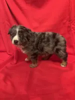 Flashy Merle Male, a male Miniature Australian Shepherd for sale in San Angelo, TX – Photo 1 of 3