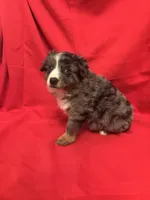 Flashy Merle Male, a male Miniature Australian Shepherd for sale in San Angelo, TX – Photo 2 of 3