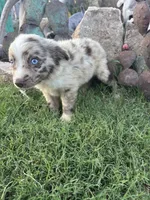 Small Red Aussie Male, a male Miniature Australian Shepherd for sale in San Angelo, TX – 6 of 6