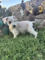White Female , a female Miniature Schnauzer for sale in San Angelo, TX – 6 of 6