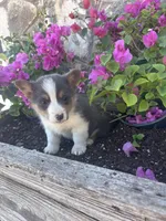 Bluey Male #2, a male Pembroke Welsh Corgi for sale in San Angelo, TX – Photo 2 of 5