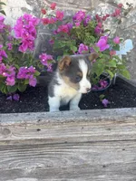Bluey Male #2, a male Pembroke Welsh Corgi for sale in San Angelo, TX – Photo 5 of 5