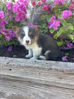 Bluey Male #2, a male Pembroke Welsh Corgi for sale in San Angelo, TX – Photo 3 of 5