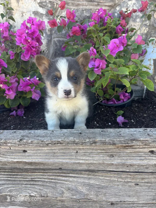 Bluey Male #2 – Pembroke Welsh Corgi puppy for sale in San Angelo, TX