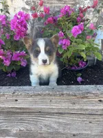 Bluey Male #2, a male Pembroke Welsh Corgi for sale in San Angelo, TX – Photo 1 of 5