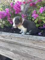 Bluey Male #2, a male Pembroke Welsh Corgi for sale in San Angelo, TX – Photo 4 of 5