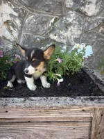 Black tri female , a female Pembroke Welsh Corgi for sale in San Angelo, TX – 3 of 5