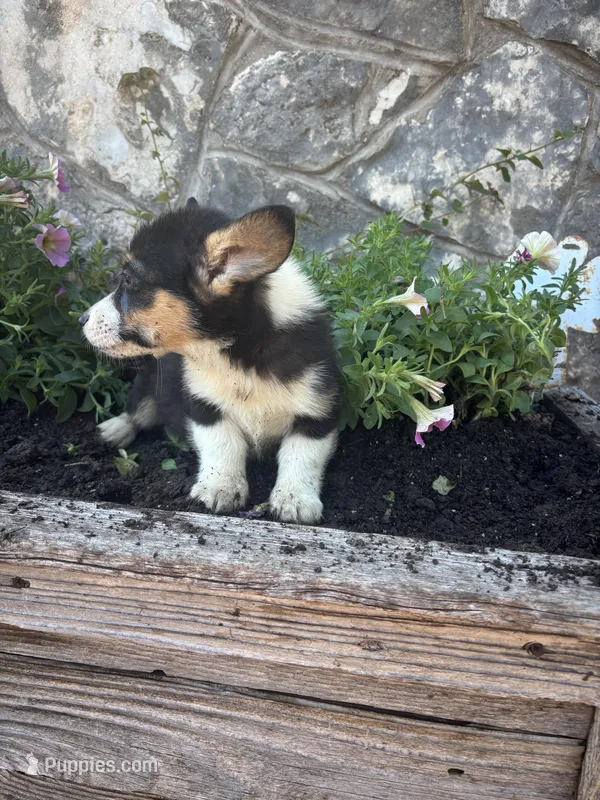 Black tri female  – Pembroke Welsh Corgi puppy for sale in San Angelo, TX