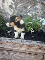 Black tri female , a female Pembroke Welsh Corgi for sale in San Angelo, TX – 1 of 5