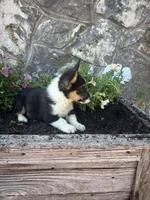 Black tri female , a female Pembroke Welsh Corgi for sale in San Angelo, TX – 5 of 5