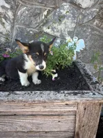 Black tri female , a female Pembroke Welsh Corgi for sale in San Angelo, TX – 4 of 5
