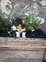 Black tri female , a female Pembroke Welsh Corgi for sale in San Angelo, TX – 2 of 5