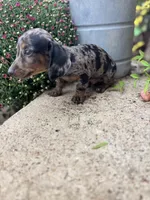 Dapple male , a male Miniature Dachshund for sale in San Angelo, TX – 2 of 3
