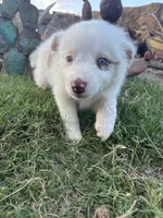 White Mini Aussie Female, a female Miniature Australian Shepherd for sale in San Angelo, TX – 2 of 5
