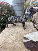 Dapple male , a male Miniature Dachshund for sale in San Angelo, TX – 3 of 3