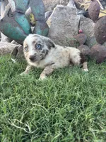 Small Red Aussie Male, a male Miniature Australian Shepherd for sale in San Angelo, TX – 2 of 6