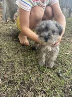 Blue Merle Female, a female Miniature Schnauzer for sale in San Angelo, TX – 2 of 4