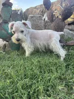 White Female , a female Miniature Schnauzer for sale in San Angelo, TX – 3 of 6