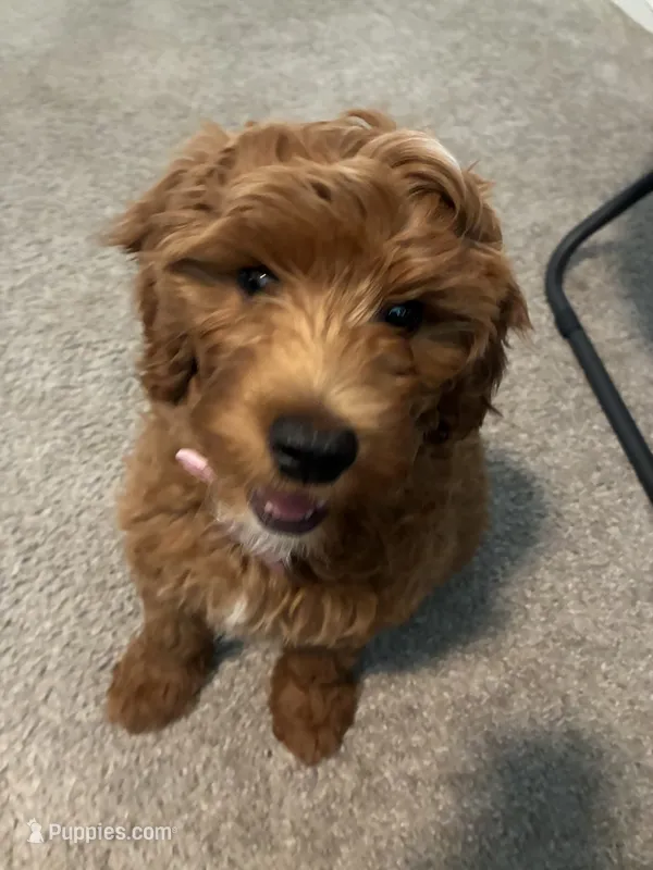 Scarlett – Miniature Goldendoodle puppy for sale in Pace, FL