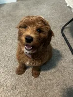 Scarlett, a female Miniature Goldendoodle for sale in Pace, FL – 2 of 2