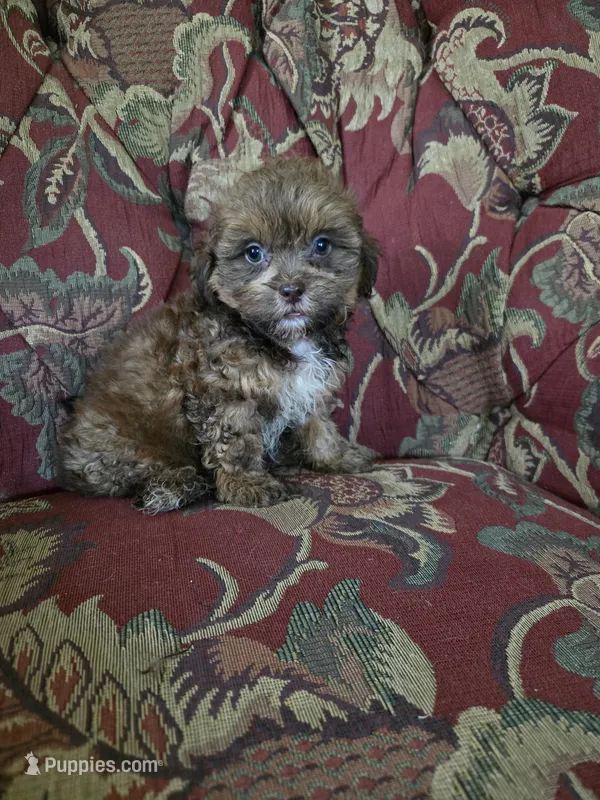 Biscuit – Shihpoo puppy for sale in Higbee, MO