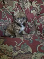 Biscuit, a male Shihpoo for sale in Higbee, MO – 1 of 4