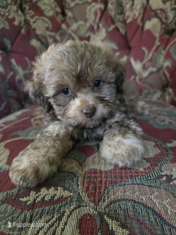 Tiger – Shihpoo puppy for sale in Higbee, MO