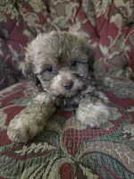 Tiger, a male Shihpoo for sale in Higbee, MO – 1 of 4