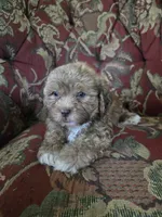 Peanut, a male Shihpoo for sale in Higbee, MO – 3 of 4