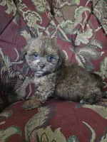 Biscuit, a male Shihpoo for sale in Higbee, MO – 3 of 4