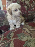 Peach, a female Shihpoo for sale in Higbee, MO – 3 of 5