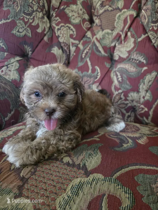 Peanut – Shihpoo puppy for sale in Higbee, MO