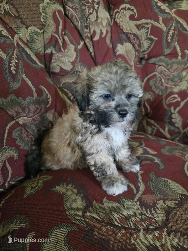 Luigi – Shihpoo puppy for sale in Higbee, MO
