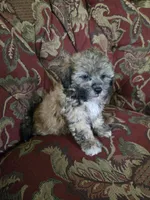 Luigi, a male Shihpoo for sale in Higbee, MO – 1 of 5