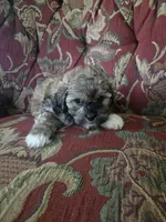 Lily, a female Shihpoo for sale in Higbee, MO – 6 of 6