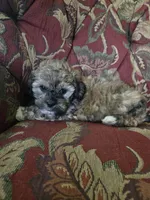 Lily, a female Shihpoo for sale in Higbee, MO – 3 of 6