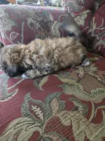 Luigi, a male Shihpoo for sale in Higbee, MO – 5 of 5